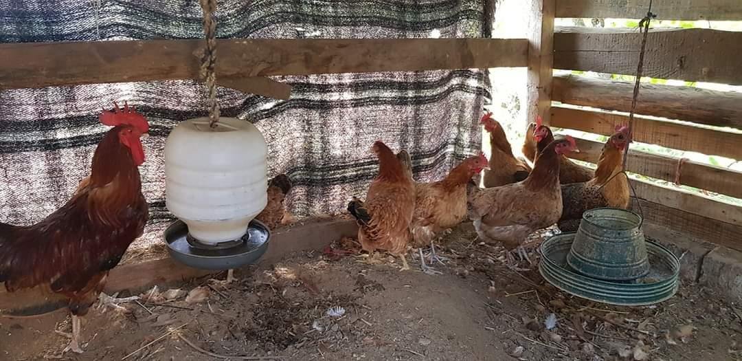 Sustainable Livelihoods